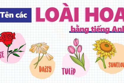 Cách học tên tiếng Anh các loài hoa nhanh, hiệu quả nhất