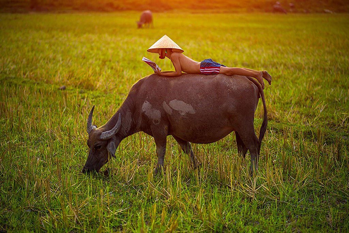 Cách phân biệt con trâu cho trẻ