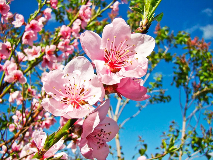 "Cây hoa đào tiếng Anh là gì?" - Khám phá Vẻ Đẹp và Ý Nghĩa Văn Hóa Của Peach Blossom