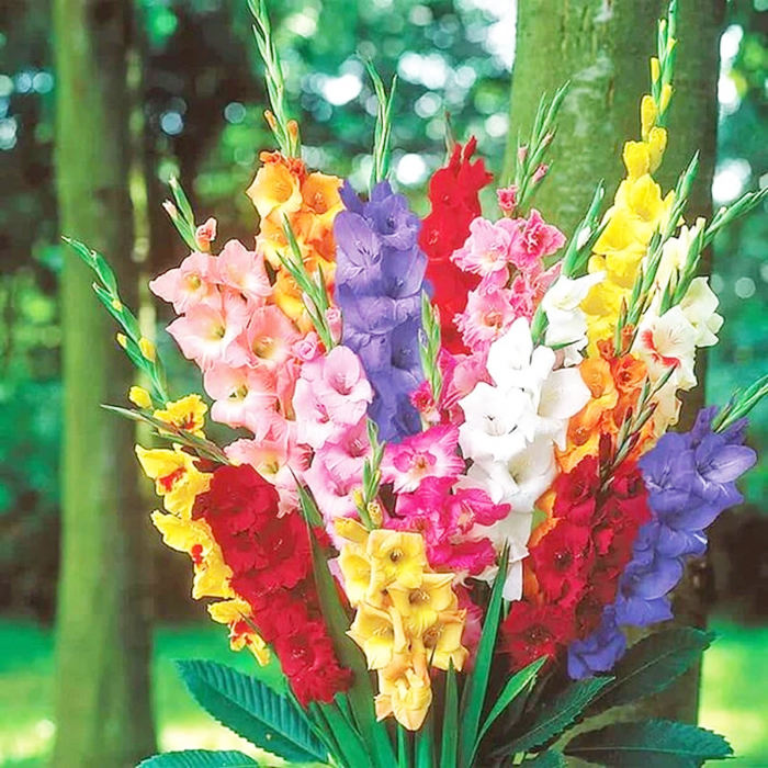Hoa lay ơn được gọi với cái tên Gladiolus